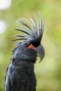 Palm Cockatoo - Probosciger aterrimus