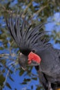 PALM COCKATOO probosciger aterrimus, PORTRAIT OF ADULT Royalty Free Stock Photo