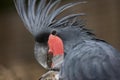 Palm Cockatoo, probosciger aterrimus, Portrait of Adult, Close-up of Head with Crest raised Royalty Free Stock Photo