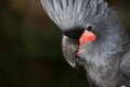 Palm Cockatoo, probosciger aterrimus, Portrait of Adult, Close-up of Head with Crest raised Royalty Free Stock Photo