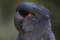 Palm Cockatoo - Probosciger aterrimus, portrait of large black unique cockatoo parrot from Indonesian and Australian forests Royalty Free Stock Photo