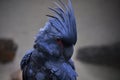 Palm cockatoo (Probosciger aterrimus) Royalty Free Stock Photo