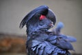 Palm cockatoo (Probosciger aterrimus) Royalty Free Stock Photo