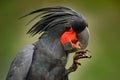 Palm cockatoo, Probosciger aterrimus, talon in the bill, New Guinea. Head of big grey bird. Wildlife scene from New Guinea. Detail Royalty Free Stock Photo