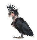 Palm Cockatoo, Probosciger aterrimus, 6 weeks old Royalty Free Stock Photo