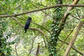 The palm cockatoo & x28;Probosciger aterrimus& x29;, also known as the gol