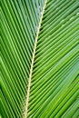 Palm coconut leaves