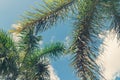 Palm coconut tree on blue sky background with copy space, vintage style, tropical coast. Royalty Free Stock Photo