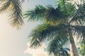 Palm coconut tree on blue sky background with copy space, vintage style, tropical coast. Royalty Free Stock Photo