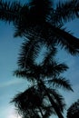 Palm coconut tree in sihouette against the blue sky Royalty Free Stock Photo