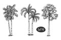 Palm coconut Tree Sketch hand drawn architect Royalty Free Stock Photo