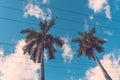 Palm coconut trees on blue sky background with copy space, vintage style, tropical coast. Royalty Free Stock Photo