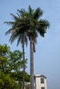 Palm and coconut trees at a high-rise commercial building against the sky background. Royalty Free Stock Photo