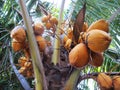 Palm Coconut Yellow, Tropical Plants