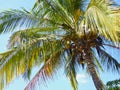 a palm with coconuts in the summer time