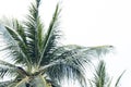 Palm crown with fluffy leaves on pale sky background. Palm tree silhouette on white clouds.