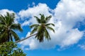 Palm crown, Island Mahe, Republic of Seychelles, Africa