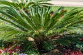 Palm Cycas revoluta on Kurortny Boulevard in Kislovodsk. Kurortny Boulevard - central pedestrian street