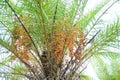 Palm dates fruit blossom, Tropical botanical Royalty Free Stock Photo