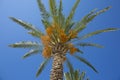 Palm with dates, taken picture from below