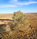 palm in the desert oa si morocco sahara africa dune
