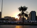 Palm in dubai Royalty Free Stock Photo