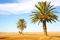 palm in the dune