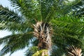 Palm Elaeis guineensis - Arecaceae