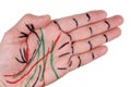 On the palm of an elderly man, markers draw the lines of life and death Royalty Free Stock Photo