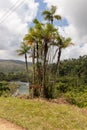 Palm endemica pajua and sign with the palm name and river in the backgraund in alejandro de humboldt national park near baracoa cu