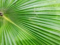 Palm family leaf texture background Royalty Free Stock Photo
