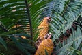 Palm fern cycad Royalty Free Stock Photo