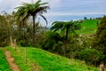 Palm Fern on a Hilltop Waitomo, New Zealand