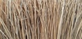 Palm fiber broom