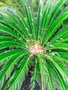 Palm flower bump close-up. Cycas plant fern leaves