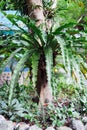 Palm flower planted on the tree, in Asia