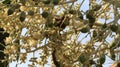 Palm flowers and bees Royalty Free Stock Photo