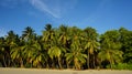 Palm forest in Andamans