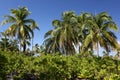 Palm forest Royalty Free Stock Photo