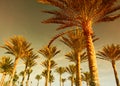 Palm forest at sunset Royalty Free Stock Photo