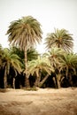 Palm forest at Vai Royalty Free Stock Photo