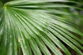 Palm frawn