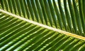 Palm Fron Abstract Royalty Free Stock Photo