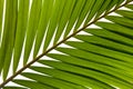 Palm frond