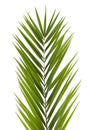 Palm Frond Royalty Free Stock Photo