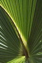 Palm Frond Background