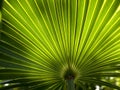 Palm Frond Background 2