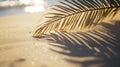 Palm frond casting shadow on sunlit beach sand Royalty Free Stock Photo