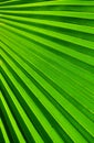 Palm Frond