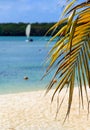 Palm frond with golden sand and soft focus beach